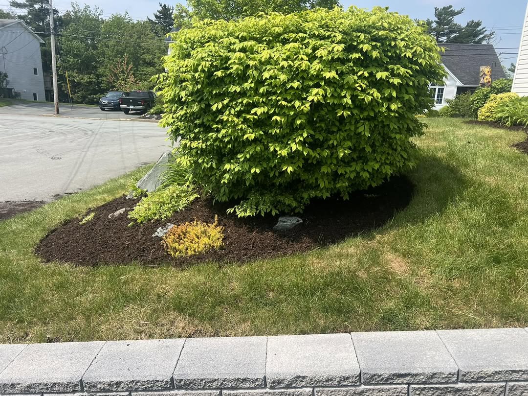 Shaped ornamental shrub with stone retaining wall, Halifax